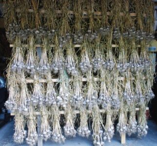 Warding Off Vampires at Sunflower (Garlic) Farm Image